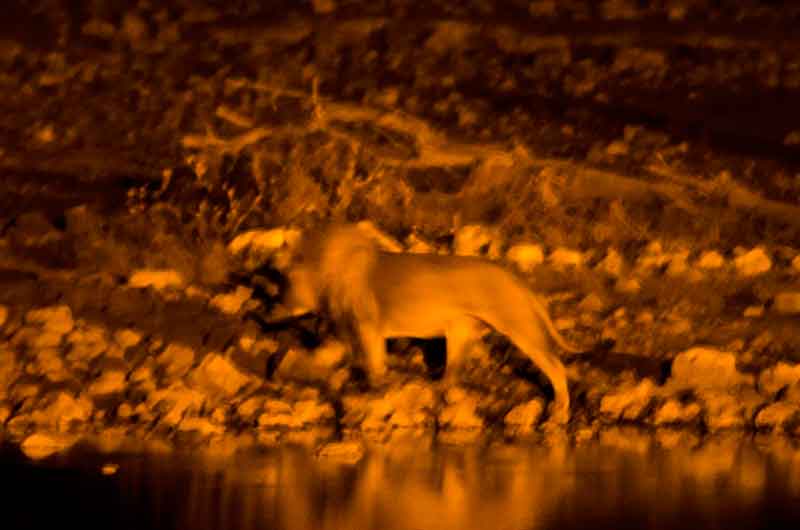 15 - Namibia - leon - imagen nocturna - Okaukuejo - parque nacional de Etosha